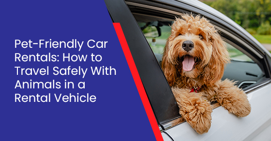 Pet-friendly car rentals: How to travel safely with animals in a rental vehicle